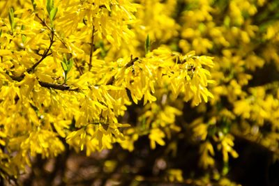 Detail of yellow forsythia bush 