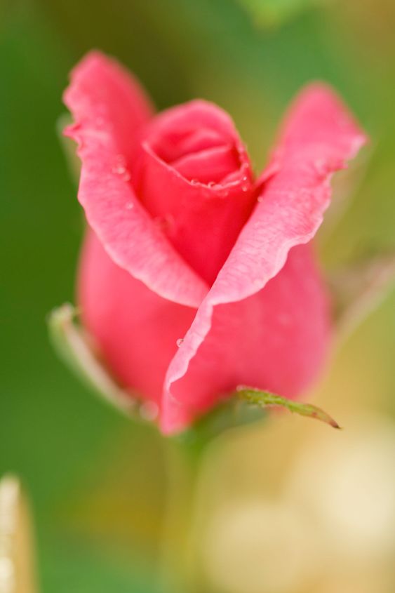 rose button