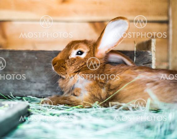 beautiful red-haired rabbit