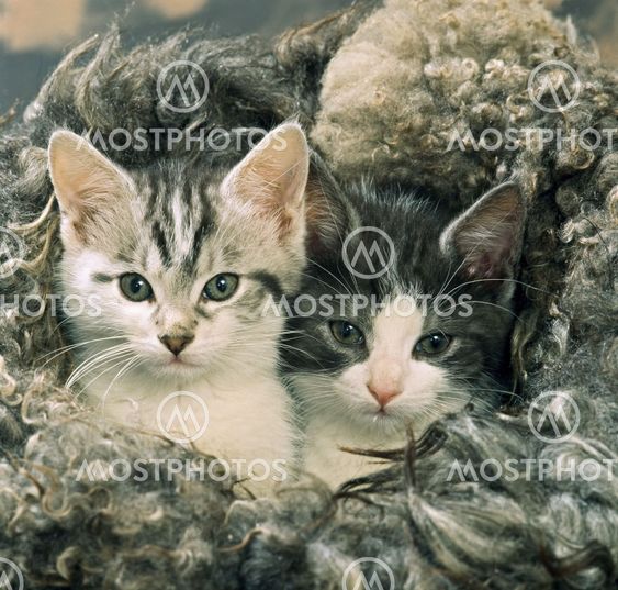 two kittens