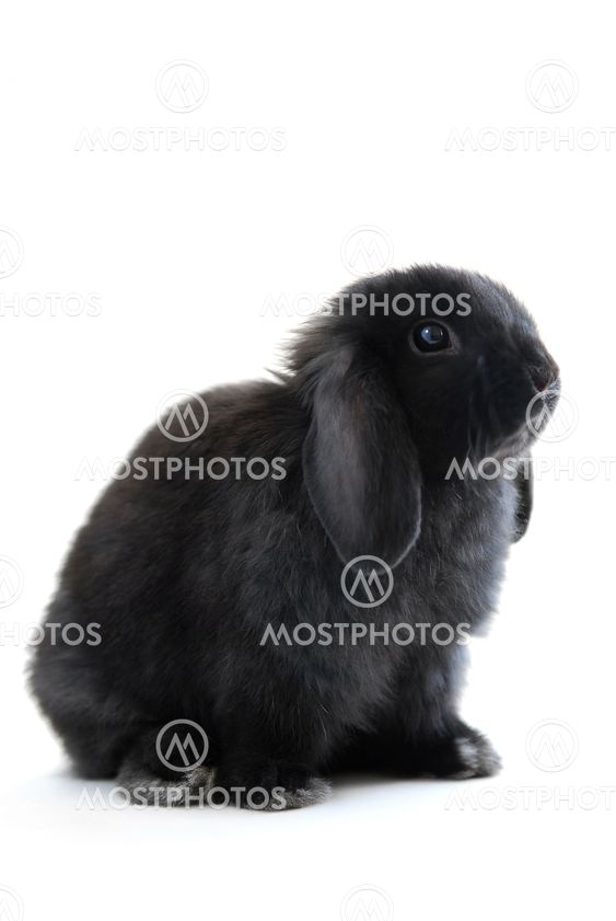 Bunny rabbit