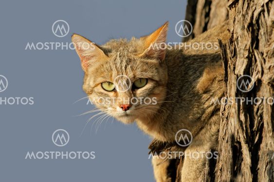 African wild cat