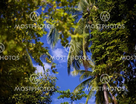 Tropical Forest