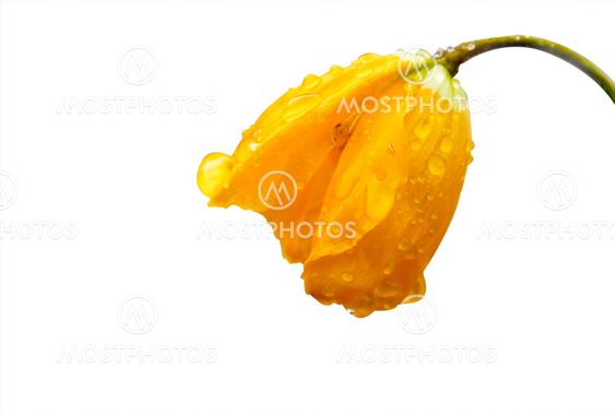 isolated flower