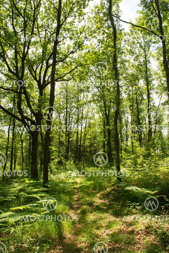 Forest landscape