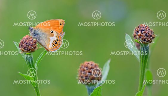 Monarch Butterfly