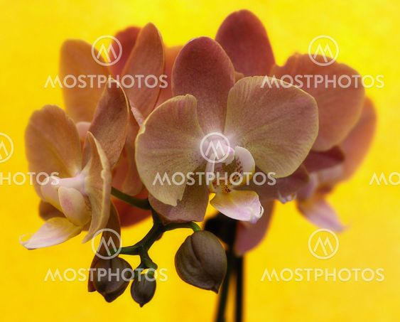 Detail of beautiful rose orchid - phalaenopsis