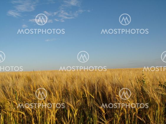 Field of wheat