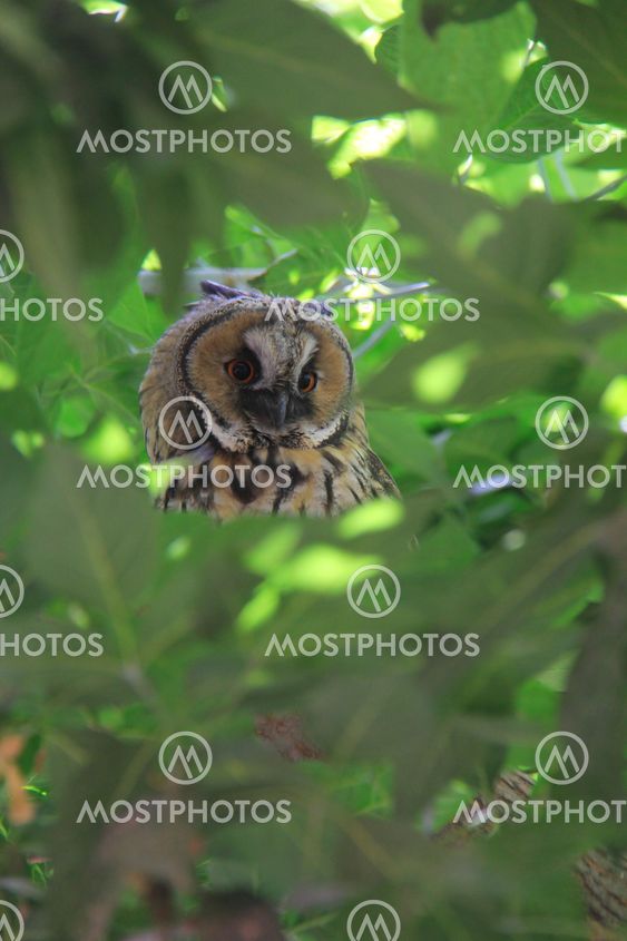 owl on green tree