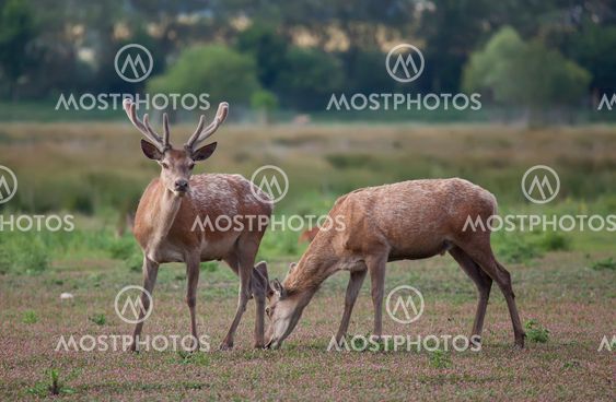 Moose, Vitoria, Alava, Spain