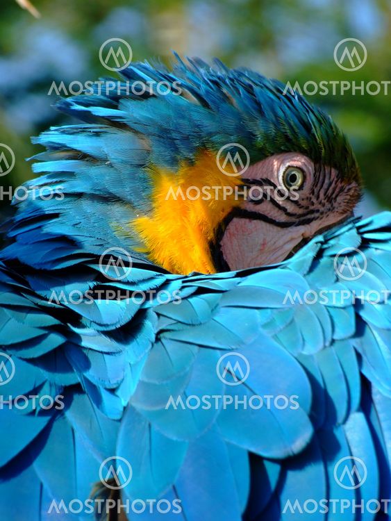 Blue and Gold Macaw