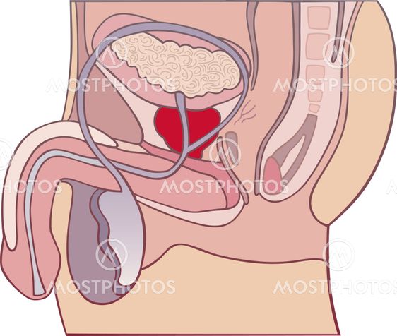 Prostate gland