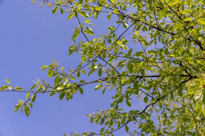a flowering cherry tree in the spring season, a spring park