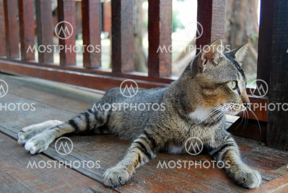 The Next Top Model Cat _2