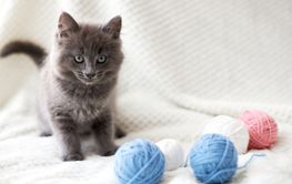 A cute gray kitten plays on a beige bedspread with...