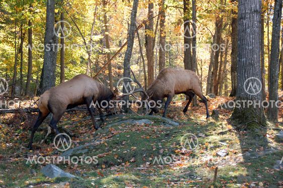 Two elks (Cervus canadensis) fighting