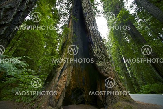 Giant Cracked Redwood