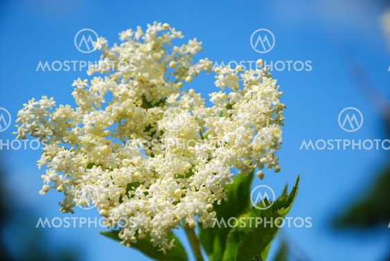Elder flower