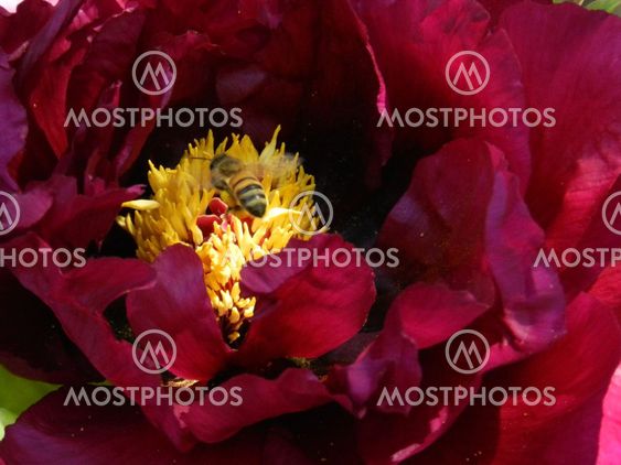 Maroon Peony with bee gathering pollen