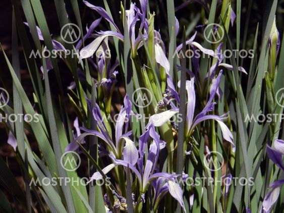 Wild blue Iris close up