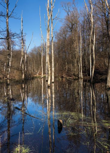 Forest lake in early spring