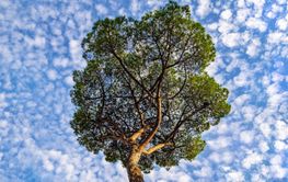 Pine tree against the background of a bright blue sky...