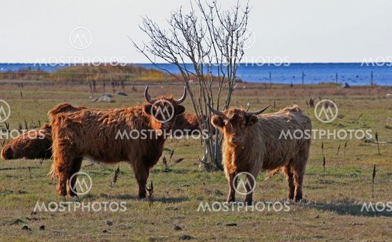 Highland cattle