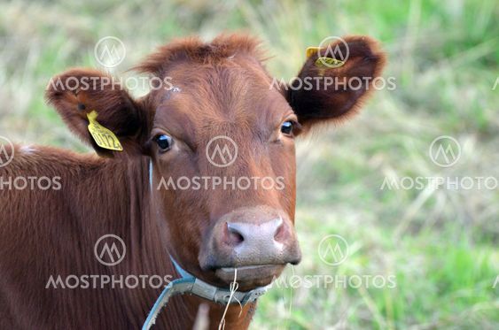 Beautiful brown cow