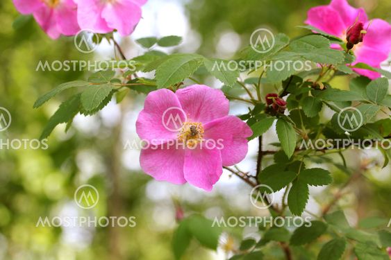 Flower rose hips