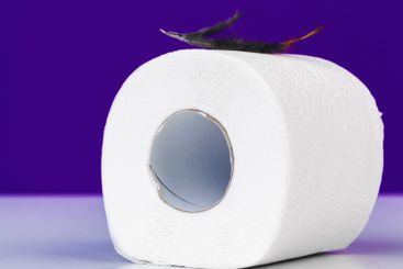 Roll of toilet paper and soft feather on color table....