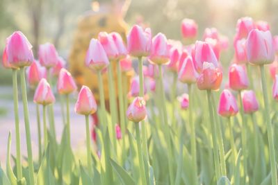 Walking little child in park with blooming pink tulips on...
