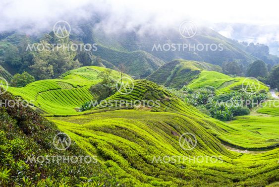 Tea plantation in Cameron Highlands, Malaysia
