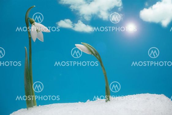 Våren blommor