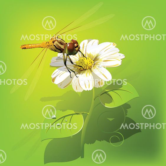 dragonfly