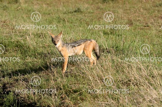 Black-backed jackal (Canis mesomelas)