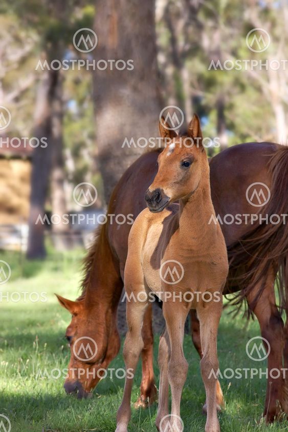 horse and foal