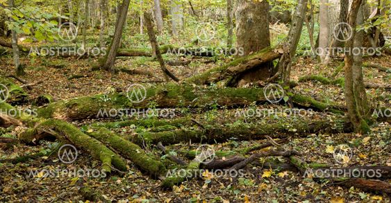 Moss wrapped trees lying almost declined
