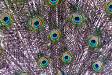 Close-up of feathers, male The Indian blue peafowl,...
