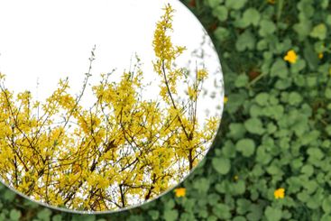 forsythia bush reflection in round mirror