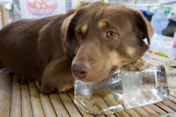 doggy ice blocks