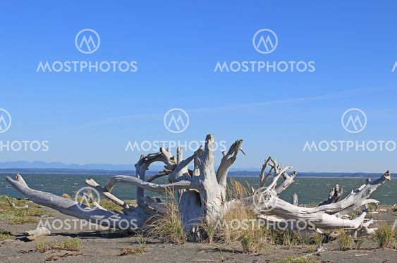 Driftwood sandy beach