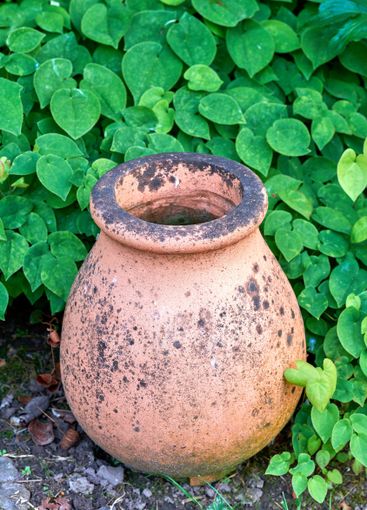 Pot, green leaves and plants outdoor for gardening...