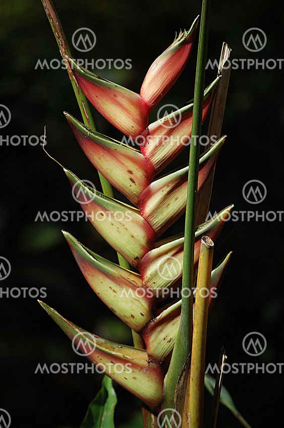 Dragon Plant