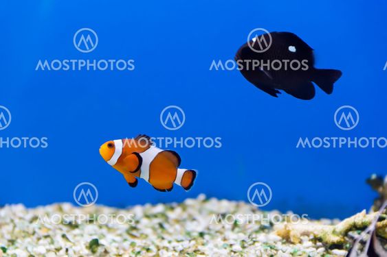 Aquarium fish