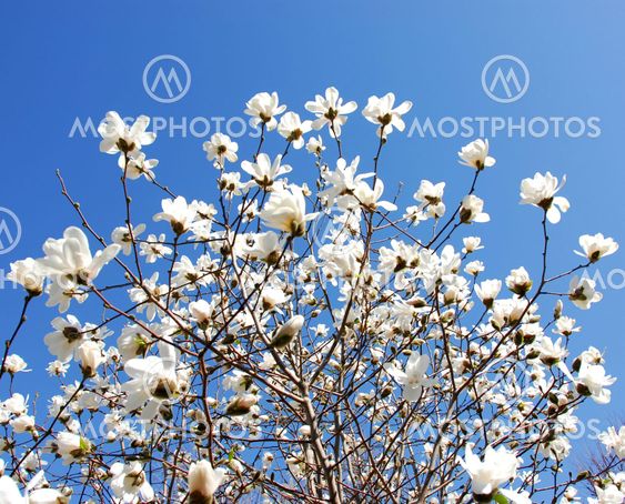 Blommande magnolia