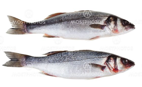 two raw sea bass