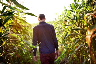 Corn, walking and man in field for farming, natural food...