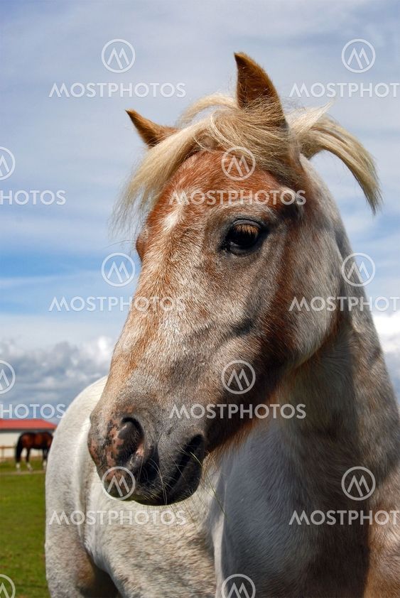 Horse portrait