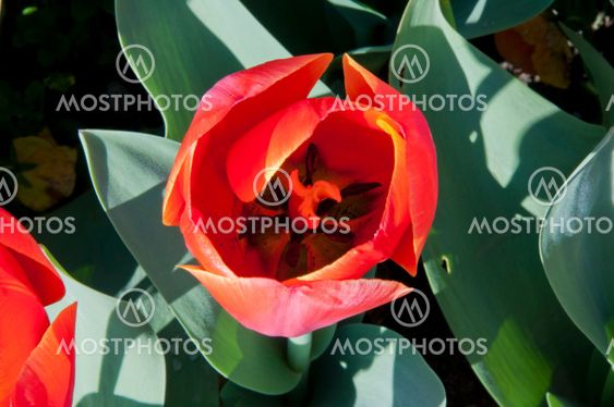 tulip in flower field