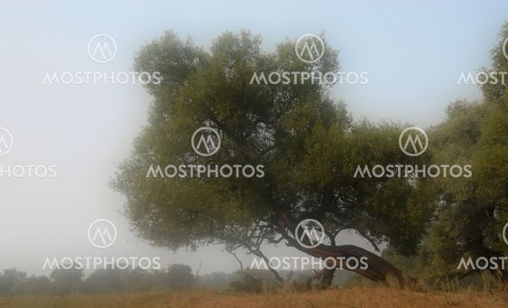 a tree in the misty morning